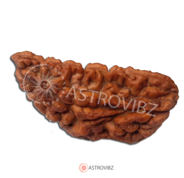 Energized 1-Face Rudraksha