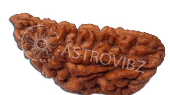 Energized 1-Face Rudraksha