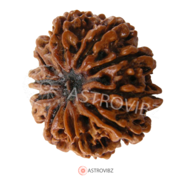 Energized 10-Face Rudraksha