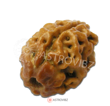 Energized 2-Face Rudraksha