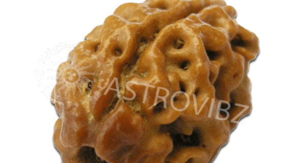 Energized 2-Face Rudraksha