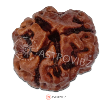 Energized 3-Face Rudraksha