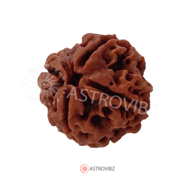 Energized 4-Face Rudraksha