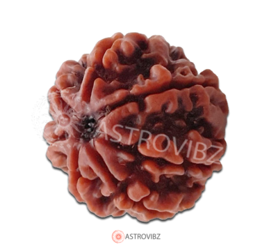 Energized 7-Face Rudraksha