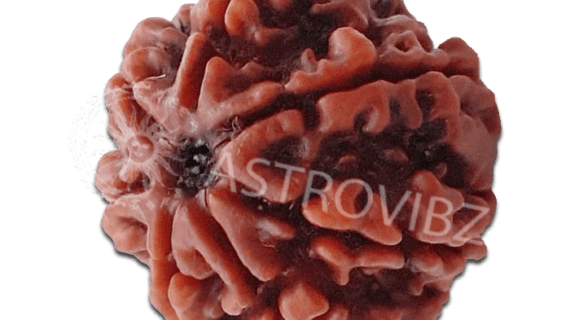 Energized 7-Face Rudraksha