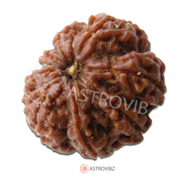 Energized 8-Face Rudraksha