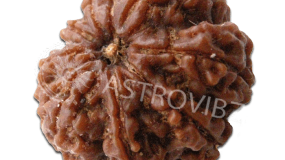 Energized 8-Face Rudraksha