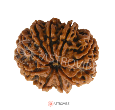 Energized 9-Face Rudraksha