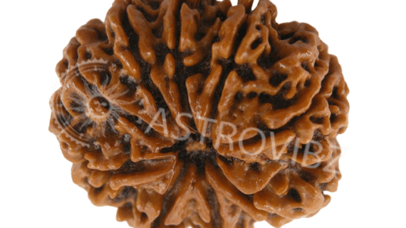 Energized 9-Face Rudraksha