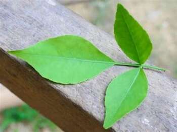 Offering Bilva Leaves to Lord Shiva