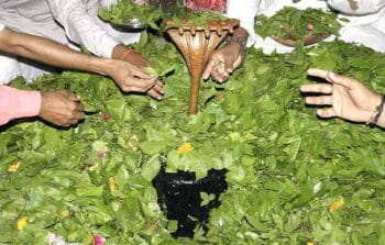 Mahashivratri - Offerings of Bilva Leaf's